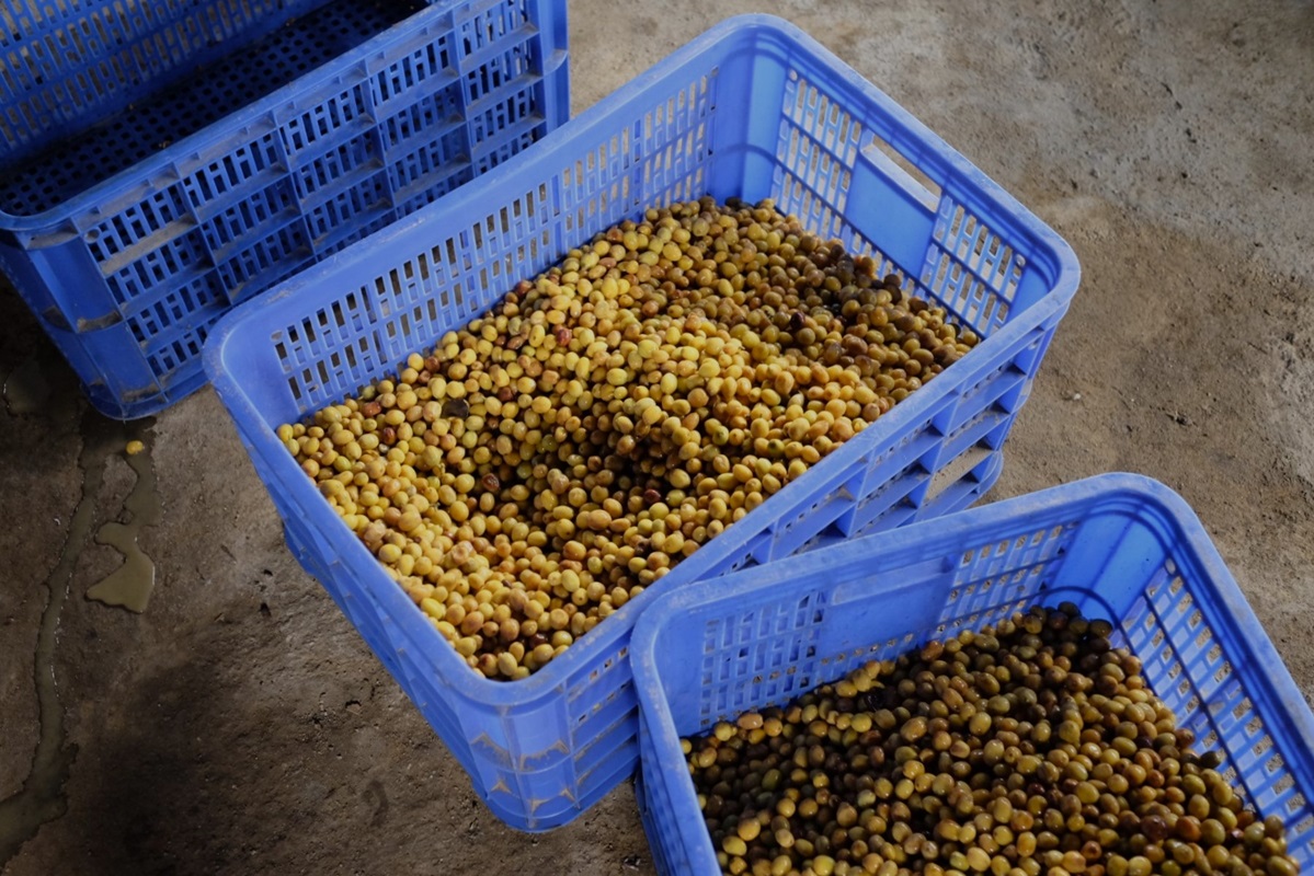 14 kávové třešně v nádobách